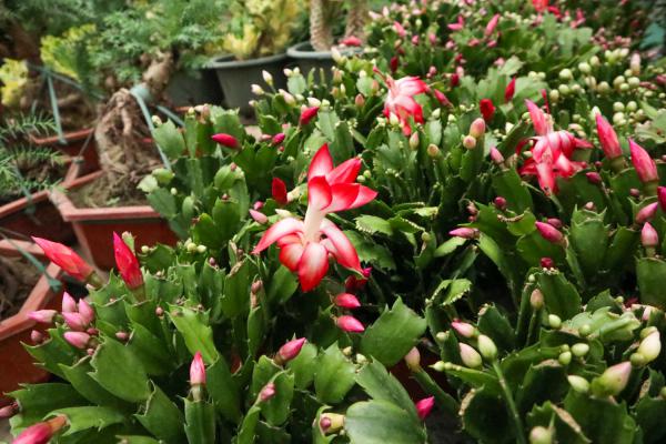 “蟹爪兰”冬日不生长，土里藏点泥，花朵满盆让人爱！