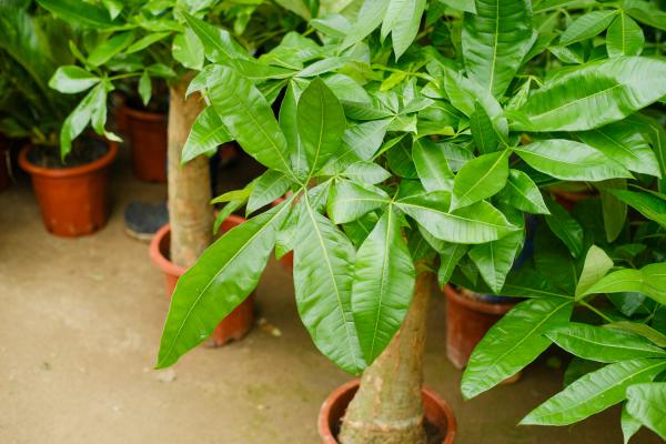 发财树被冻后如何剪枝，什么时候剪枝