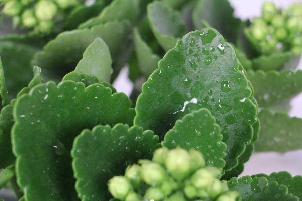 “长寿花”开花茂盛可不难，学会3个“不要”，深冬也能...