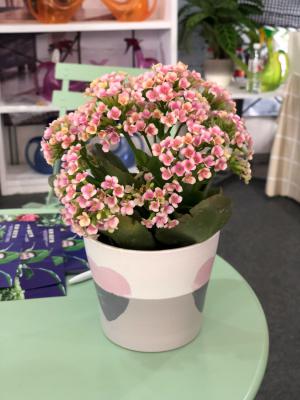 “长寿花”这样养，盆栽也能长成老桩，多少钱都不卖！