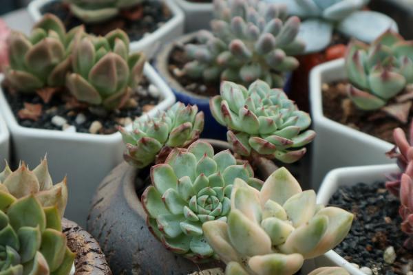 多肉夏天怎么养