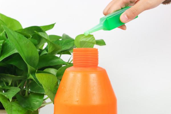 如何给绿萝保温