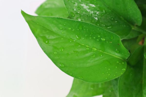 盆栽绿萝冬天怎么保温