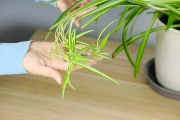 这4种花最“败家”，一年能吃5斤土，胖的都要养不起了...