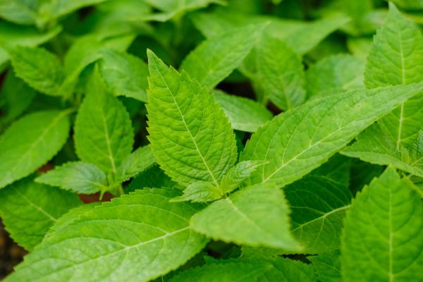 绣球鲜切花怎么养