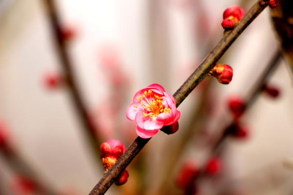 梅花怎么养