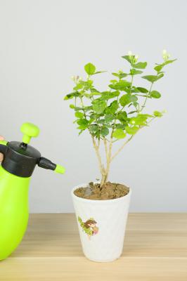 茉莉花一年开花三次要怎么养