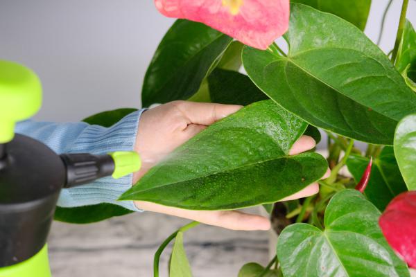 红掌四季养护方法