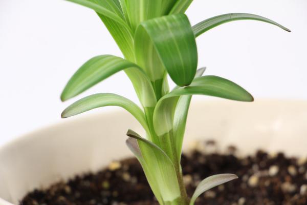 水养百合注意事项