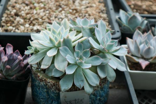 怎么养多肉植物长得快