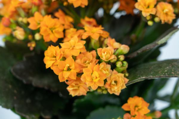冬天养这种“花”，越冷开越旺，一盆开花将近200朵！