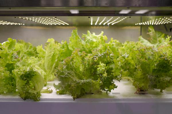 生菜种植时间和方法