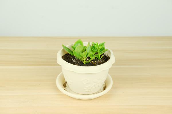 新买的长寿花要浇水吗