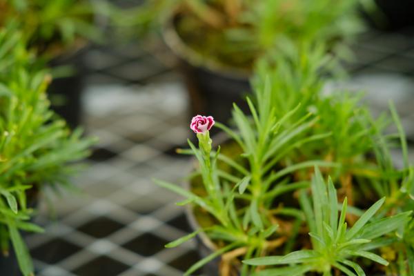 康乃馨花束怎么养