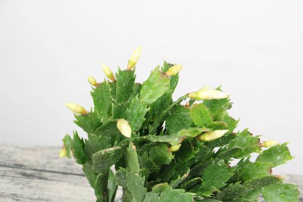 “蟹爪兰”不长花骨朵？3个步骤，枝头花苞又开一茬！