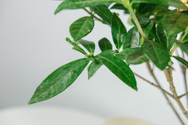 栀子花冬天养，用这“2招”，不黄叶干枯，来年花苞蹿！