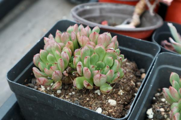 多肉可以晒太阳吗