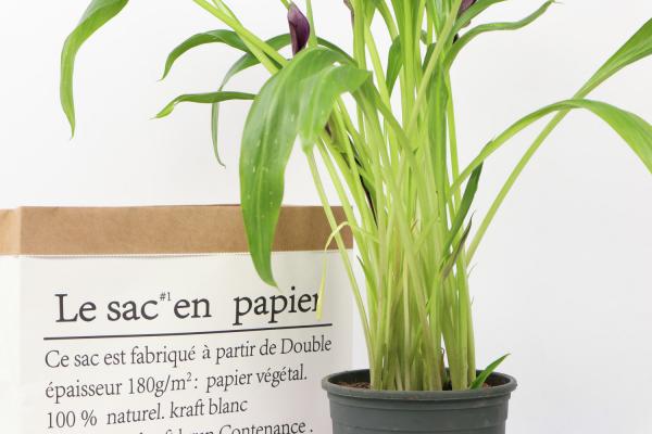 彩色马蹄莲怎么养,能养几年