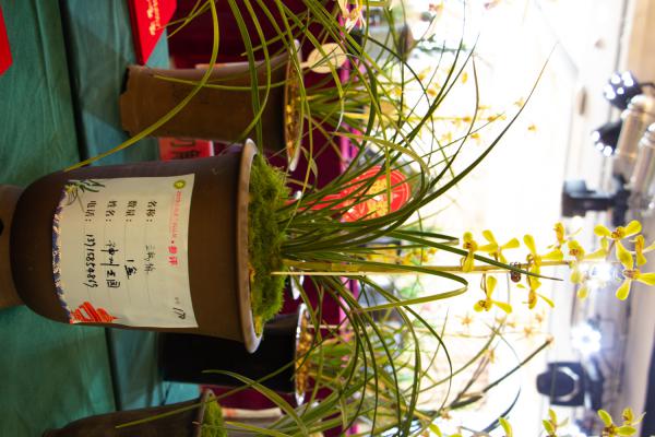 兰花发芽了要怎么养