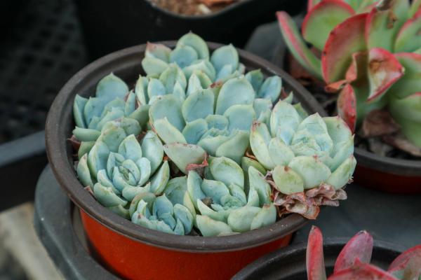 多肉植物怕冷吗