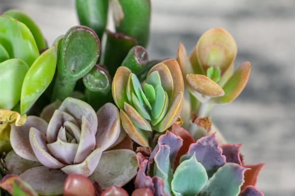 薄化妆多肉怎么养