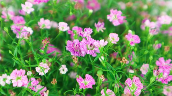 满天星可以活几年