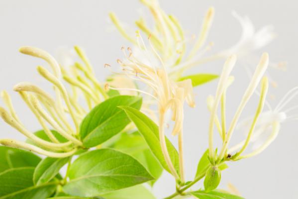 金银花什么时候开花