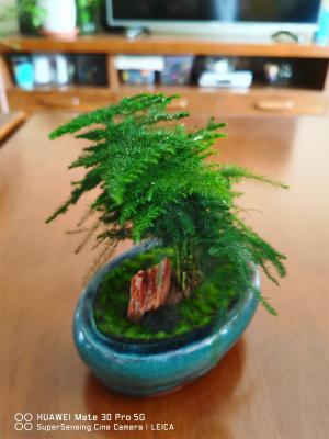 唐山云竹怎样养好