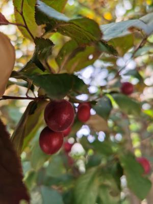 海棠花是什么季节开的