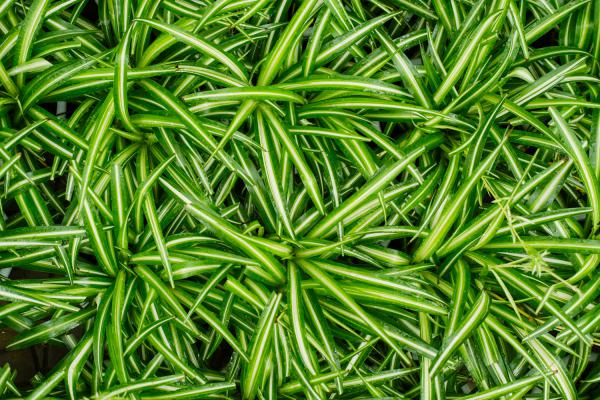 吊兰最爱这种“肥”，喂上几粒，黄叶干尖都没有，嫩芽突...