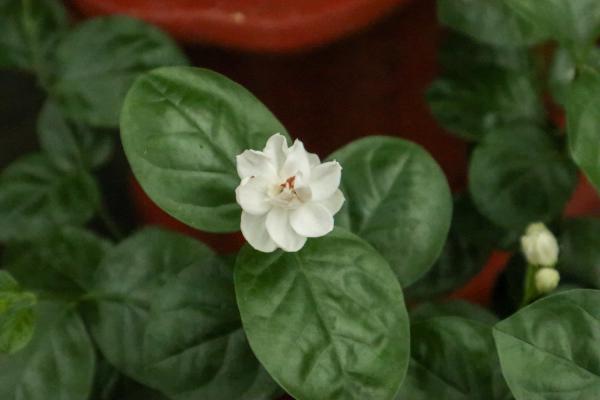 茉莉花冬天养，盆里放几粒小东西，保暖效果好，来年嫩叶...