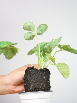 三角梅冬季落叶吗