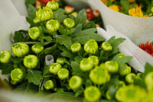 菊花种子几月份播种