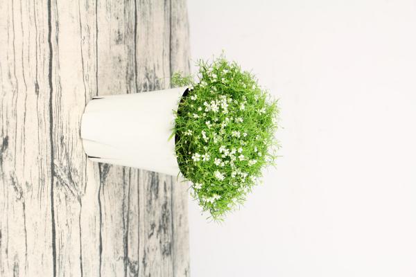 红花满天星盆栽怎么养