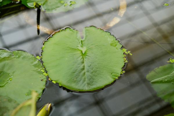 花店买的睡莲怎么养