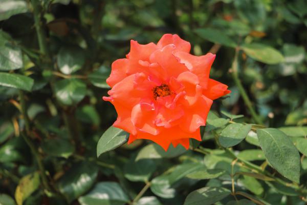 棒棒糖月季嫁接方法