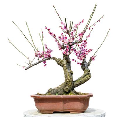 梅花冬天怎么养