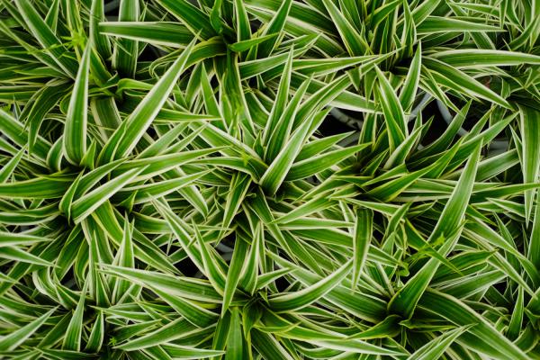 冬季银边吊兰怎么养