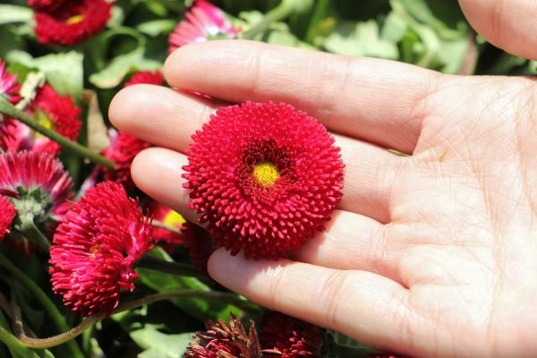 如何种雏菊