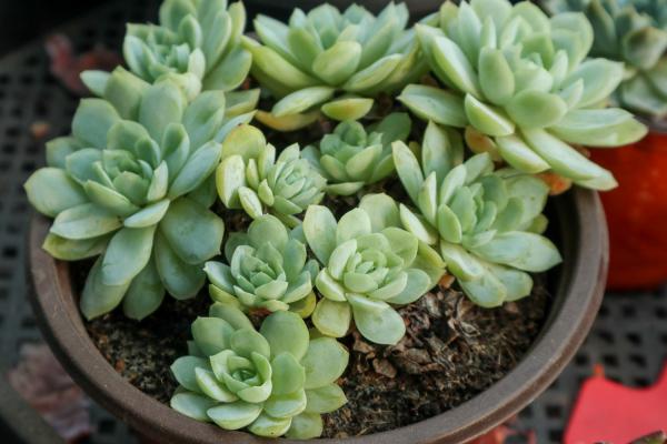 种植多肉植物的步骤