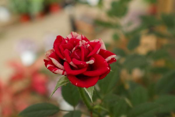 小盆栽月季花怎么养殖