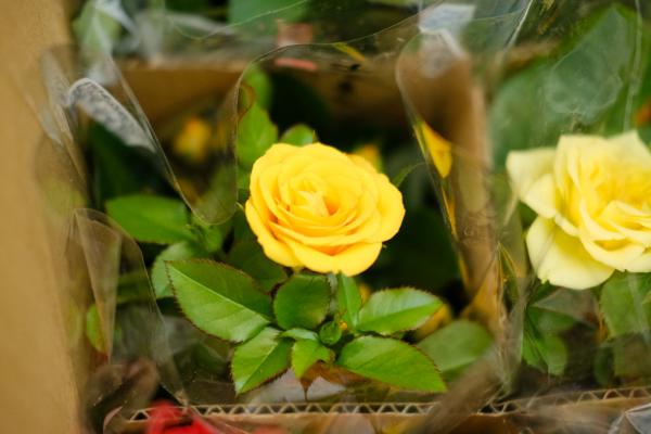 月季花怎样过冬