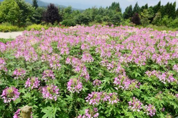 醉蝶花怎么养