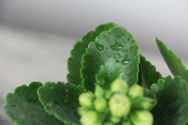 长寿花扦插多久见阳光