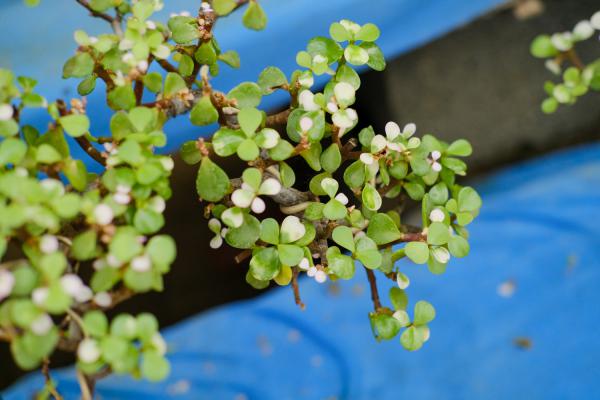 树马齿苋花怎么养