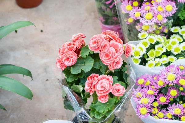 丽格海棠怎样扦插繁殖,学会一招快速生根!