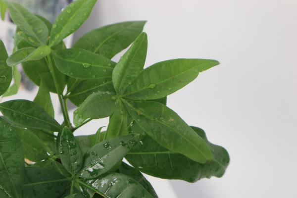 发财树烂根后重新生根，只需3步！