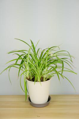 刚栽的小吊兰怎么养护：要浇水吗？蔫了怎么办？