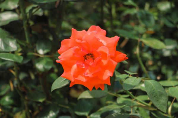 秋季如何给月季浇水