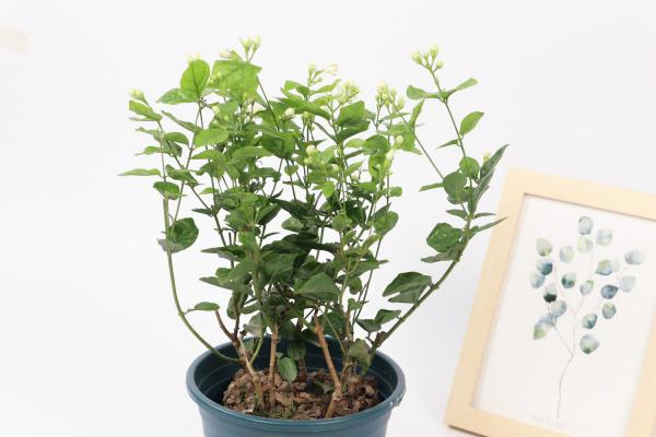 茉莉的修剪方法